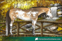 Horse Color:Buckskin Splash Frame Rabicano