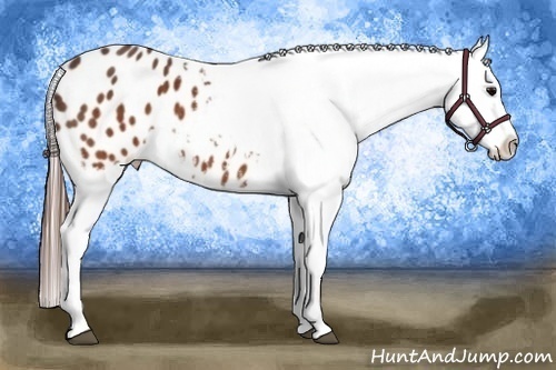 Horse Color:Brown Appaloosa  Brindle
