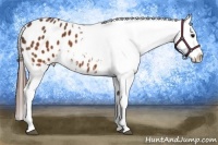 Horse Color:Brown Appaloosa Brindle