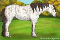 Horse Color:Classic Champagne Dun and White Spotted Classic Champagne Dun