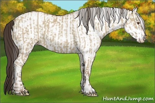 Horse Color:Classic Champagne Dun  and White Spotted Classic Champagne Dun 
