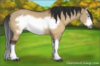 Horse Color:Brown Dun Splash Frame Rabicano