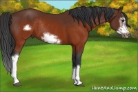 Horse Color:Brown Splash Frame Rabicano 