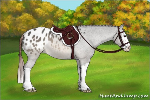 Horse Color:Brown Dun Sabino Splash Appaloosa 