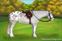 Horse Color:Brown Dun Sabino Splash Appaloosa 