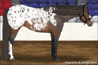Horse Color:Brown Appaloosa 