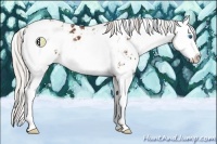 Horse Color:Silver Brown Sabino Splash Appaloosa 