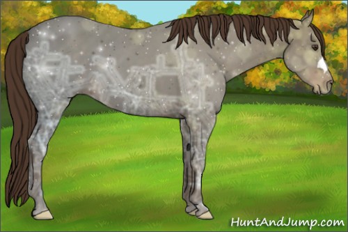 Horse Color:Liver Chestnut Ice