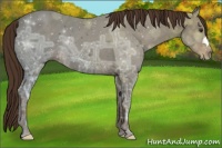 Horse Color:Liver Chestnut Ice 