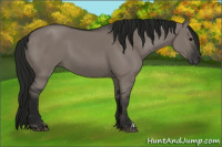 Horse Color:Gray Grullo 