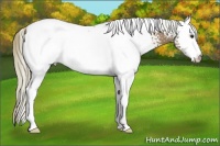 Horse Color:White Spotted Chestnut Mushroom Appaloosa 