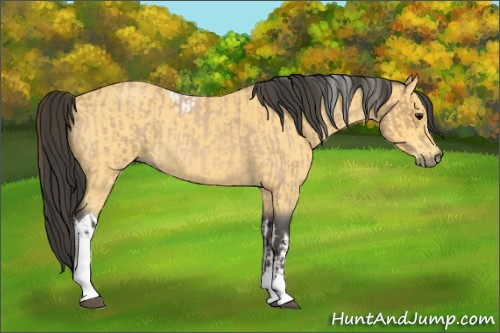 Horse Color:Buckskin Roan Tobiano and Buckskin Roan Tobiano