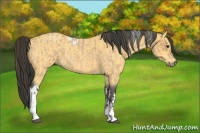 Horse Color:Buckskin Roan Tobiano  and Buckskin Roan Tobiano 