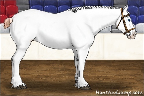 Horse Color:Brown Splash Near Leopard  Brindle