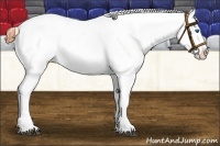 Horse Color:Brown Splash Near Leopard Brindle