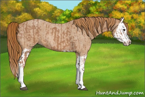 Horse Color:Red Roan and Red Roan Splash