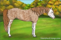 Horse Color:Red Roan and Red Roan Splash