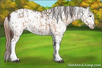 Horse Color:Brown Dun Tobiano Appaloosa Rabicano  and Brown Dun Splash Frame Appaloosa Rabicano 