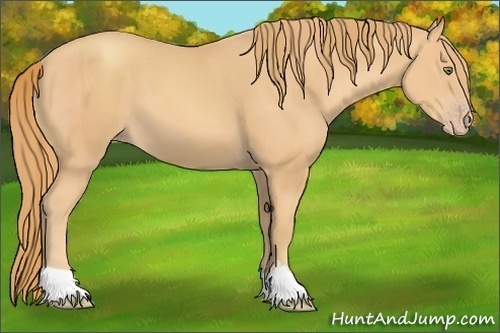 Horse Color:Gold Champagne  and Gold Champagne 