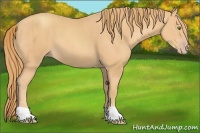 Horse Color:Gold Champagne and Gold Champagne