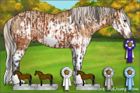 Horse Color:Brown Splash Frame Rabicano and Gray Silver Sable Champagne Pearl Splash Frame Rabicano