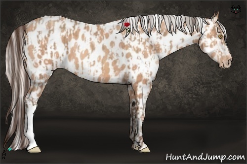 Horse Color:Amber Champagne Appaloosa  and Silver Amber Champagne Appaloosa 