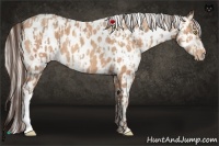 Horse Color:Amber Champagne Appaloosa  and Silver Amber Champagne Appaloosa 