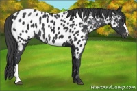 Horse Color:Black Appaloosa 