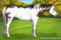 Horse Color:Bay Splash Frame