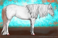 Horse Color:Brown Appaloosa  Brindle