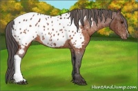 Horse Color:Brown Appaloosa  Brindle
