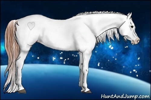 Horse Color:Black Splash Appaloosa 