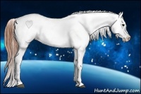 Horse Color:Black Splash Appaloosa 