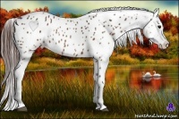 Horse Color:Brown Appaloosa  Brindle