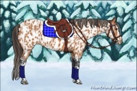Horse Color:Bay Near Leopard  and Bay Splash Near Leopard 