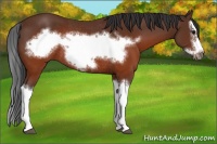 Horse Color:Brown Splash Frame Rabicano