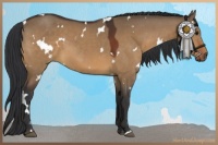 Horse Color:White Spotted Brown Dun 