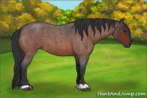 Horse Color:Bay Roan
