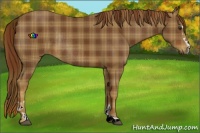 Horse Color:Plaid Chestnut Sabino Rabicano