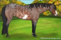 Horse Color:Bay Roan Frame  and Bay Roan Frame 
