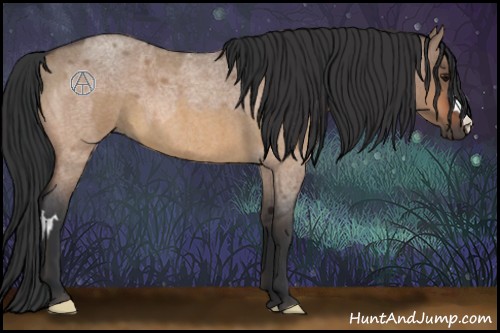 Horse Color:Bay Roan Dun  and Bay Roan Dun 