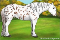 Horse Color:Brown Appaloosa  Brindle