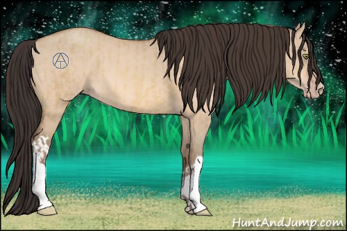 Horse Color:Amber Champagne Dun and Amber Champagne Dun