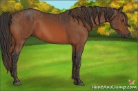 Horse Color:Chestnut  and Bay 