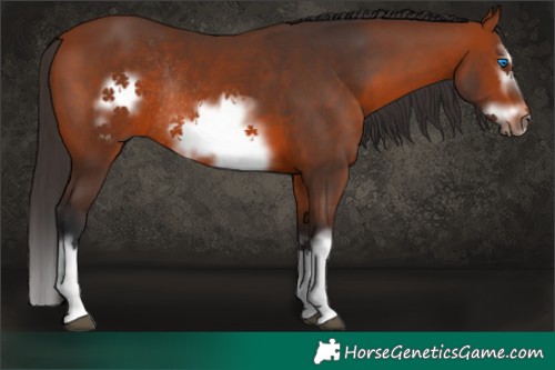 Horse Color:Brown Splash Frame Rabicano