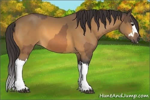 Horse Color:Buckskin and Buckskin Splash