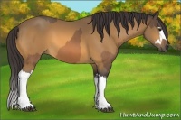 Horse Color:Buckskin  and Buckskin Splash 