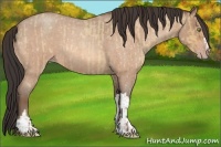 Horse Color:Amber Champagne Roan Dun and Amber Champagne Roan