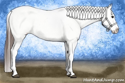 Horse Color:Brown Appaloosa  Brindle