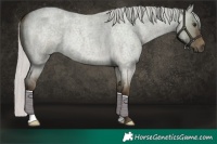 Horse Color:Silver Bay Roan Dun 